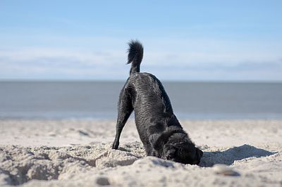 Hund buddelt am Strand