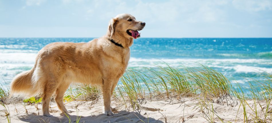 Hund am Strand auf Düne