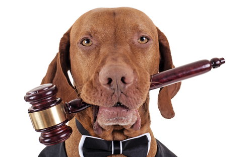Hundegesetz - Hund mit Richter-Hammer